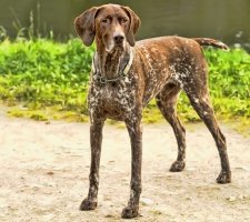1484759299 german shorthaired pointer dog photo 7