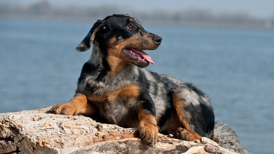 Охранные собаки – 20 лучших сторожевых пород для охраны дома