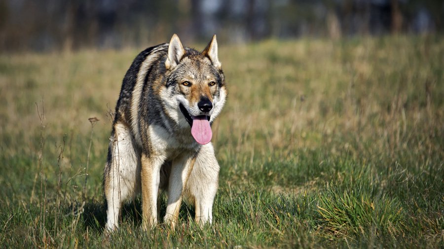 Генетика гибридов собаки и волка
