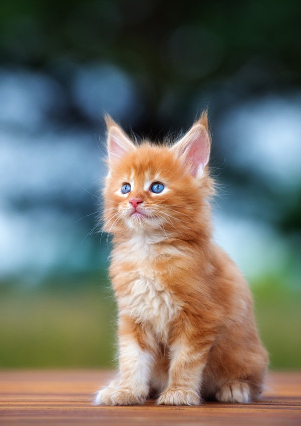Рыжий (красный) мейн-кун: фото котенка и взрослого кота