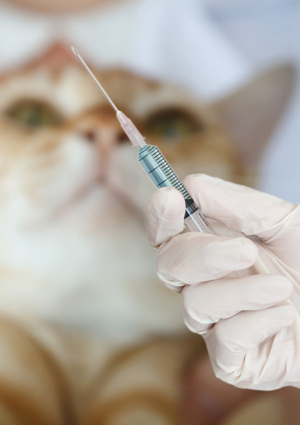 как кошке сделать укол антибиотик