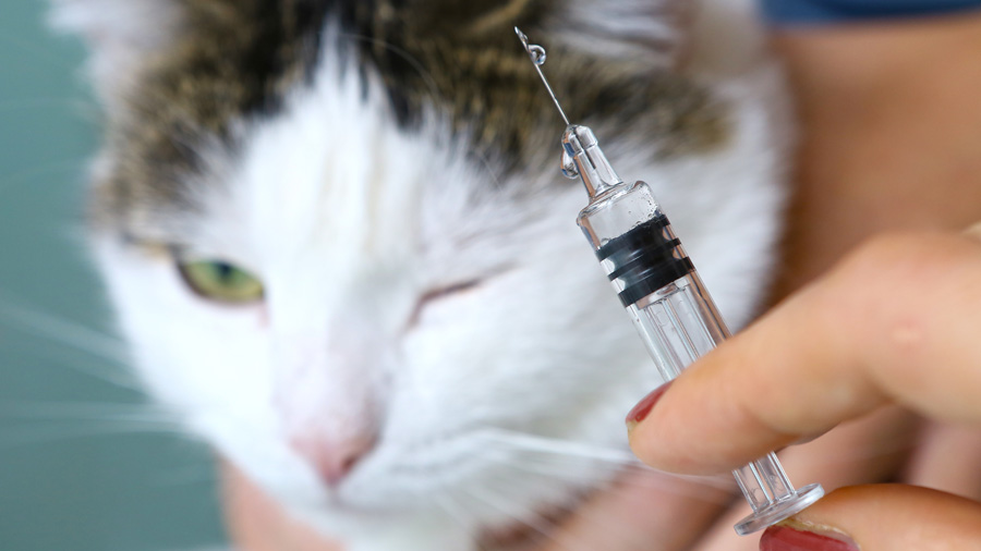 Вакцинация котят и взрослых кошек