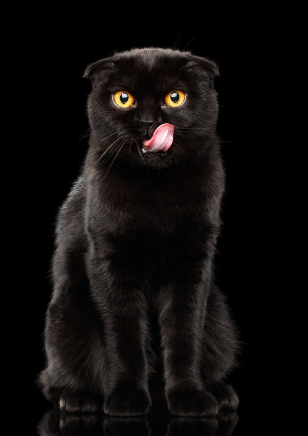 Как назвать черную кошку: имена, клички для котенка-девочки черного цвета