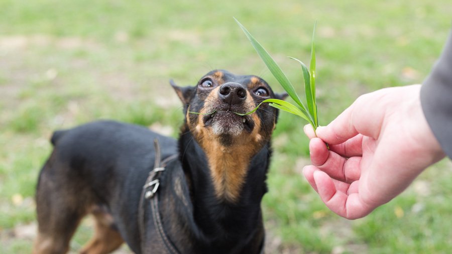 Почему собака ест траву, а потом рвет? Причины, почему собаки едят траву на  улице