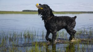 Собака породы Русский черный терьер фото 6