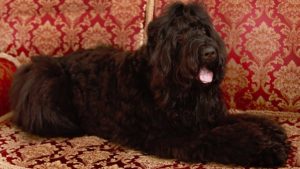 Собака породы Русский черный терьер фото 4