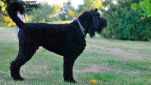 Собака породы Русский черный терьер фото 1