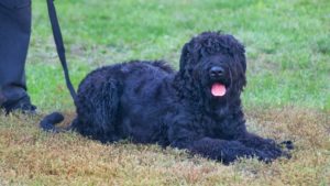 Собака породы Русский черный терьер фото 9