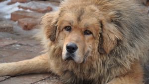 Собака породы Тибетский мастиф фото 3