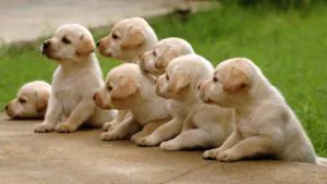 Семь щенков лабрадоров