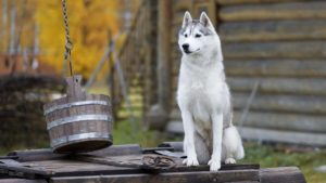 Собака породы Сибирский хаски фото 9