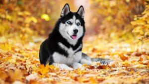 Собака породы Сибирский хаски фото 4