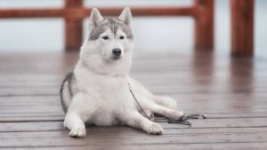 Собака породы Сибирский хаски фото 7
