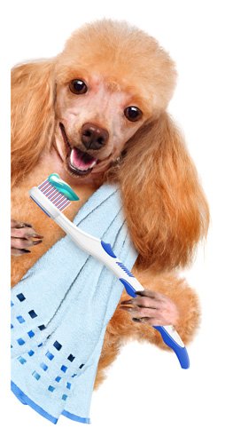Чистить собаке зубы