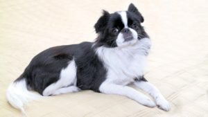 Собака породы Японский хин фото 4