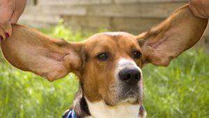 Бассет-хаунд и его большие уши