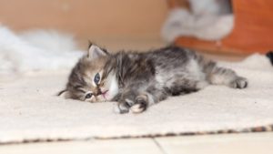 Персидская кошка фото 4