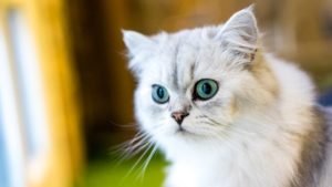 Персидская кошка фото 8