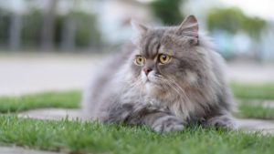 Персидская кошка фото 6