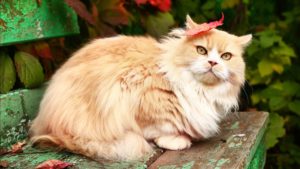 Персидская кошка фото 7