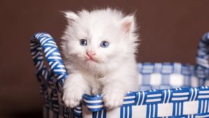 Персидская кошка фото 2