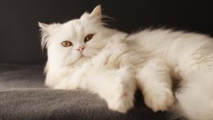 Персидская кошка фото 9