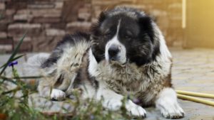 Собака породы Кавказская овчарка фото 3