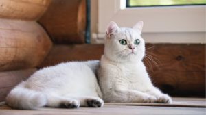 Британская короткошерстная кошка фото 6