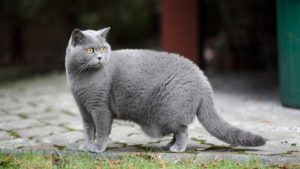 Британская короткошерстная кошка фото 1