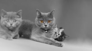 Британская короткошерстная кошка фото 3