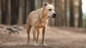 Собака породы Американский стаффордширский терьер фото 9