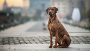 Собака породы Родезийский риджбек фото 9