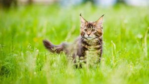 Котенок мейн кун играет в траве
