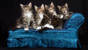 Четыре котята мейн кун лежат на диване