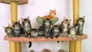 Десять котят породы мейн-кун смотрят в одном направлении