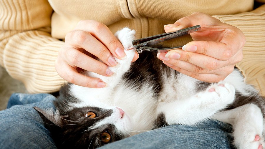 Как подстричь кошке когти