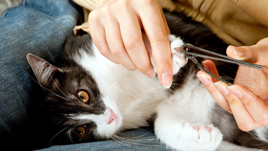 Как подстричь кошке когти