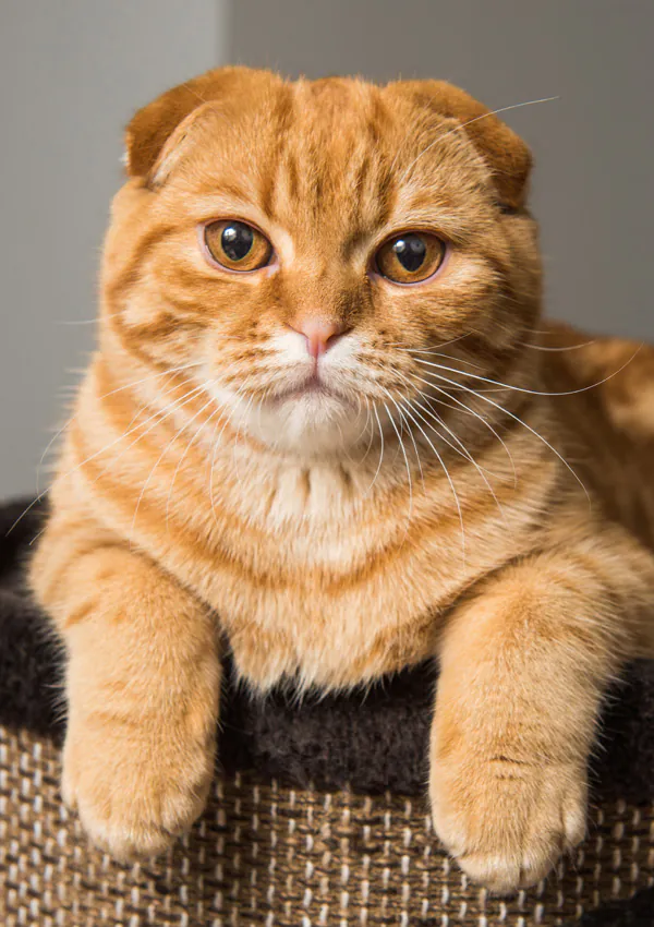 Рыжая шотландская вислоухая кошка