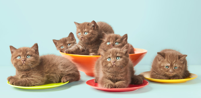 1548766294 brown british kittens