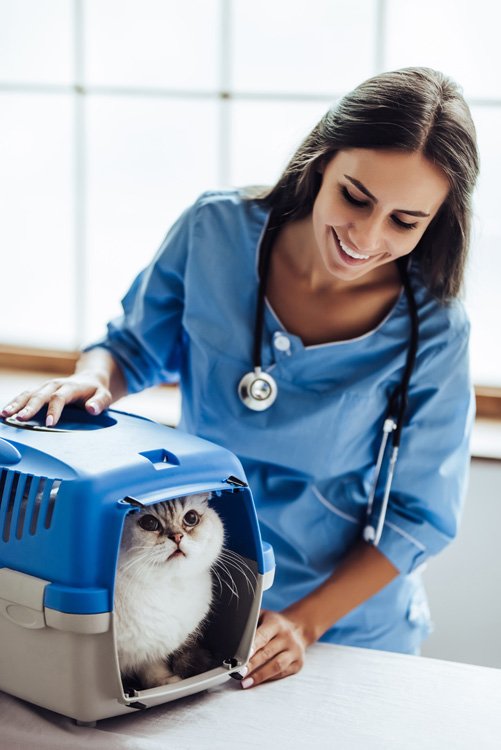 Ветеринар и кошка