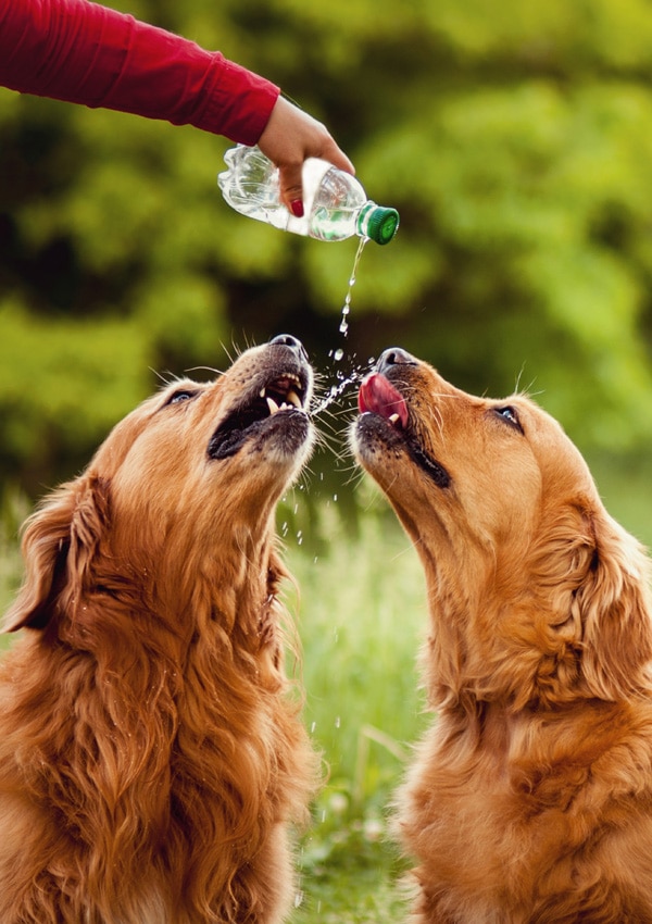 Две собаки пьют воду