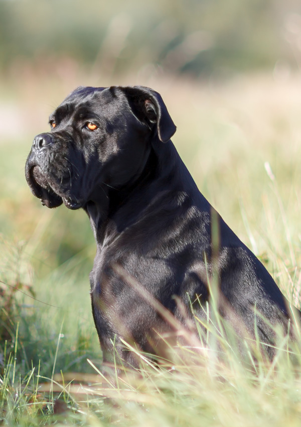 Черная собака породы лабрадор