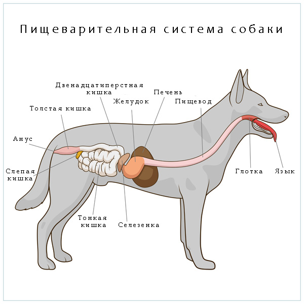 Анатомия собаки. Пищеварительная система собаки