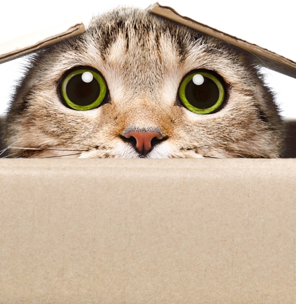 Почему кошки любят коробки