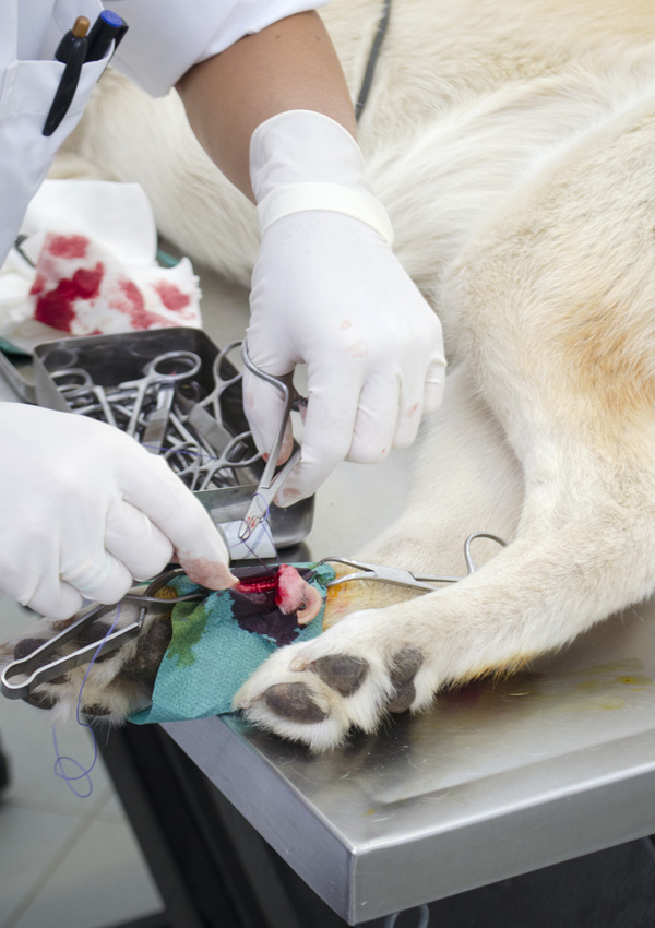 Операция по удалению прибылого пальца на задних лапах у собаки