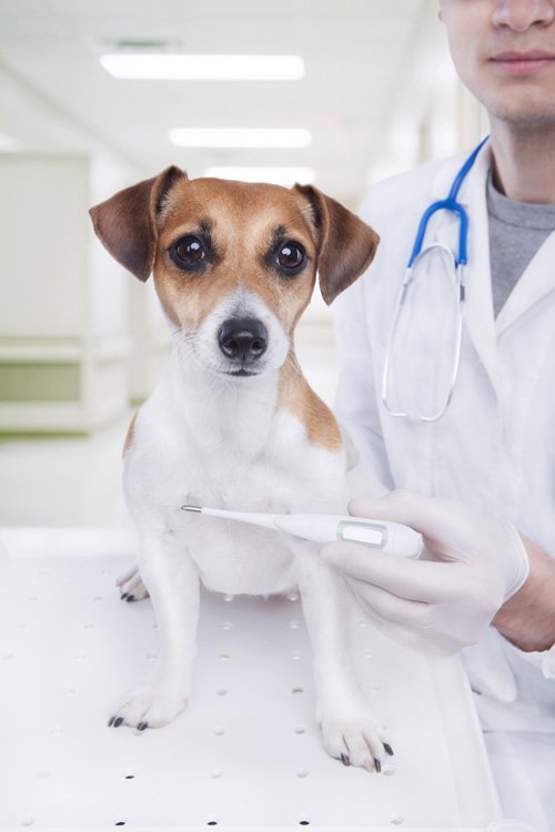 Ветеринар и собака