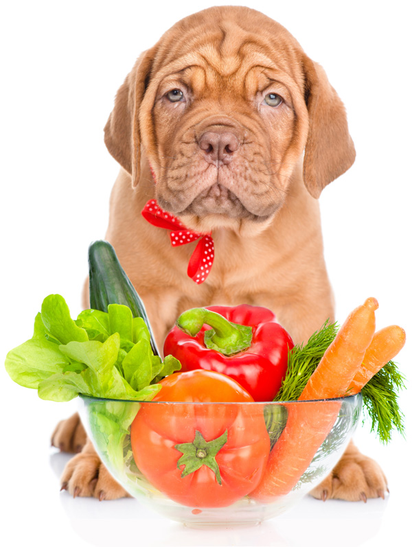 Какие овощи можно давать собакам