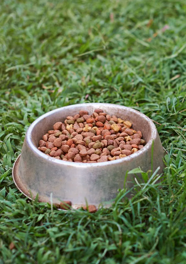 Как перевести собаку на сухой корм, Как правильно перевести чихуахуа на сухой корм