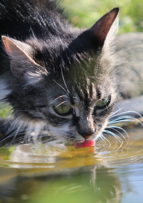 Кошка и вода