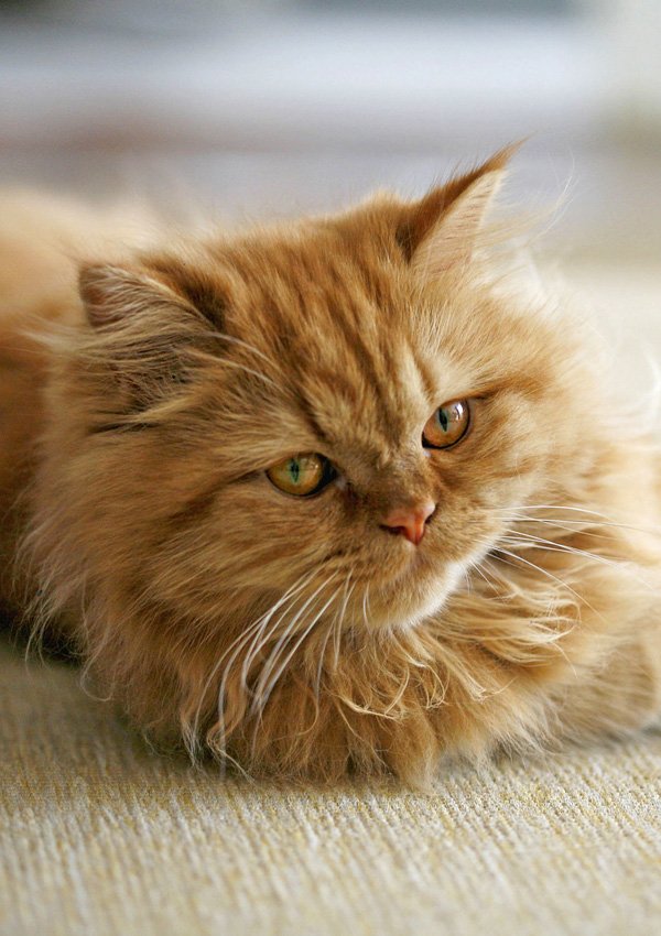 Рыжий кот персидской породы